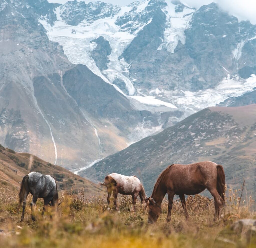 Three horses grazing in a mountainous landscape with snowy peaks in the background. the foreground shows lush, grassy slopes under a cloudy sky. | Werriberri